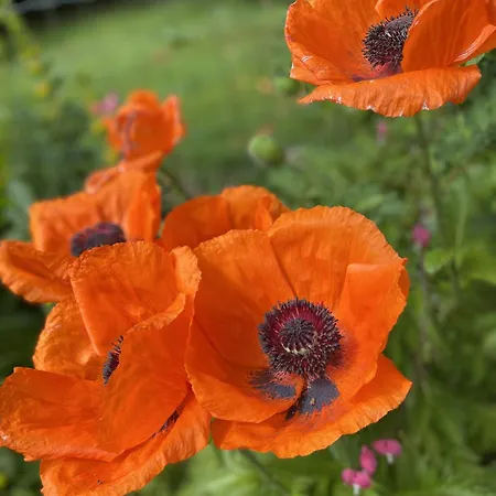 Arduinna's Nest 3* Neufchâteau