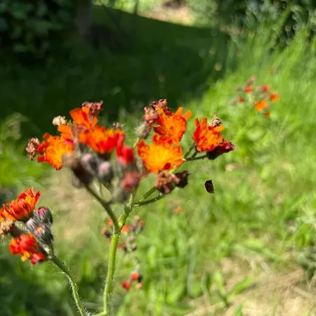 Arduinna's Nest Neufchâteau