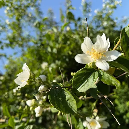 Bed and breakfast Arduinna's Nest Neufchâteau