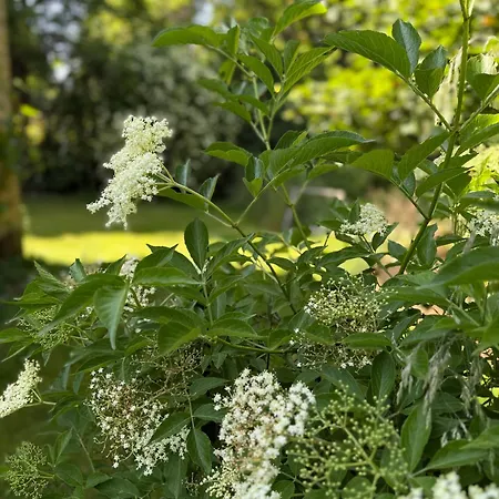 Arduinna's Nest Bed & Breakfast Neufchâteau