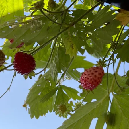 Arduinna's Nest 3* Neufchâteau