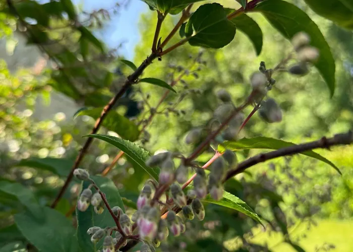 Arduinna's Nest 3* Neufchâteau