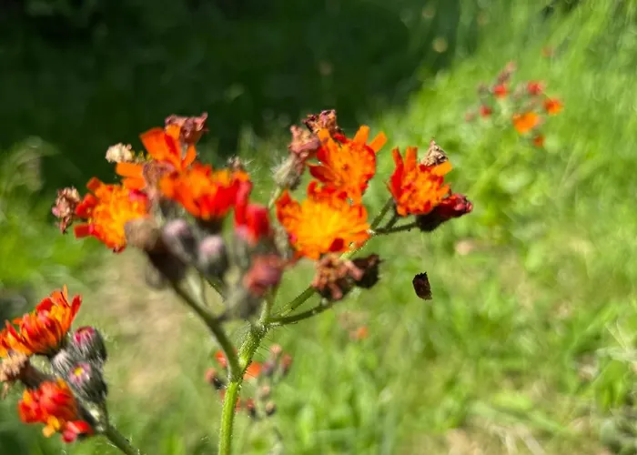 Arduinna's Nest Neufchâteau