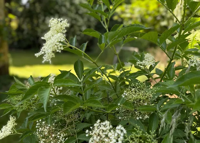 Arduinna's Nest Couette-café Neufchâteau